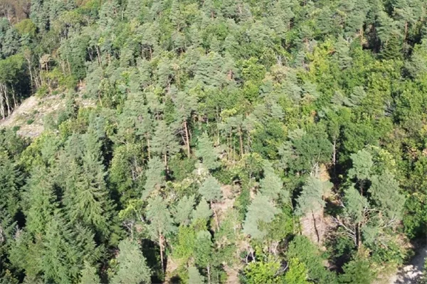 Office National des Forêts - Mécénat Azergo - Action pour lutter contre le réchauffement climatique - Îlots d'avenir